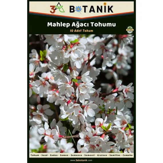Mahlep Ağacı Tohumu- 5 Adet Tohum- Prunus Mahaleb
