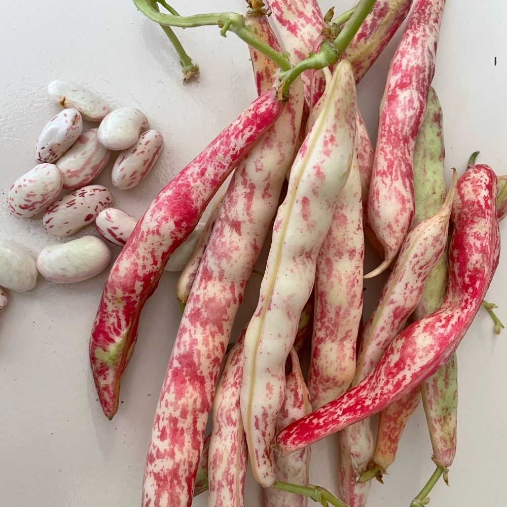 Taze Barbunya - 1 KG