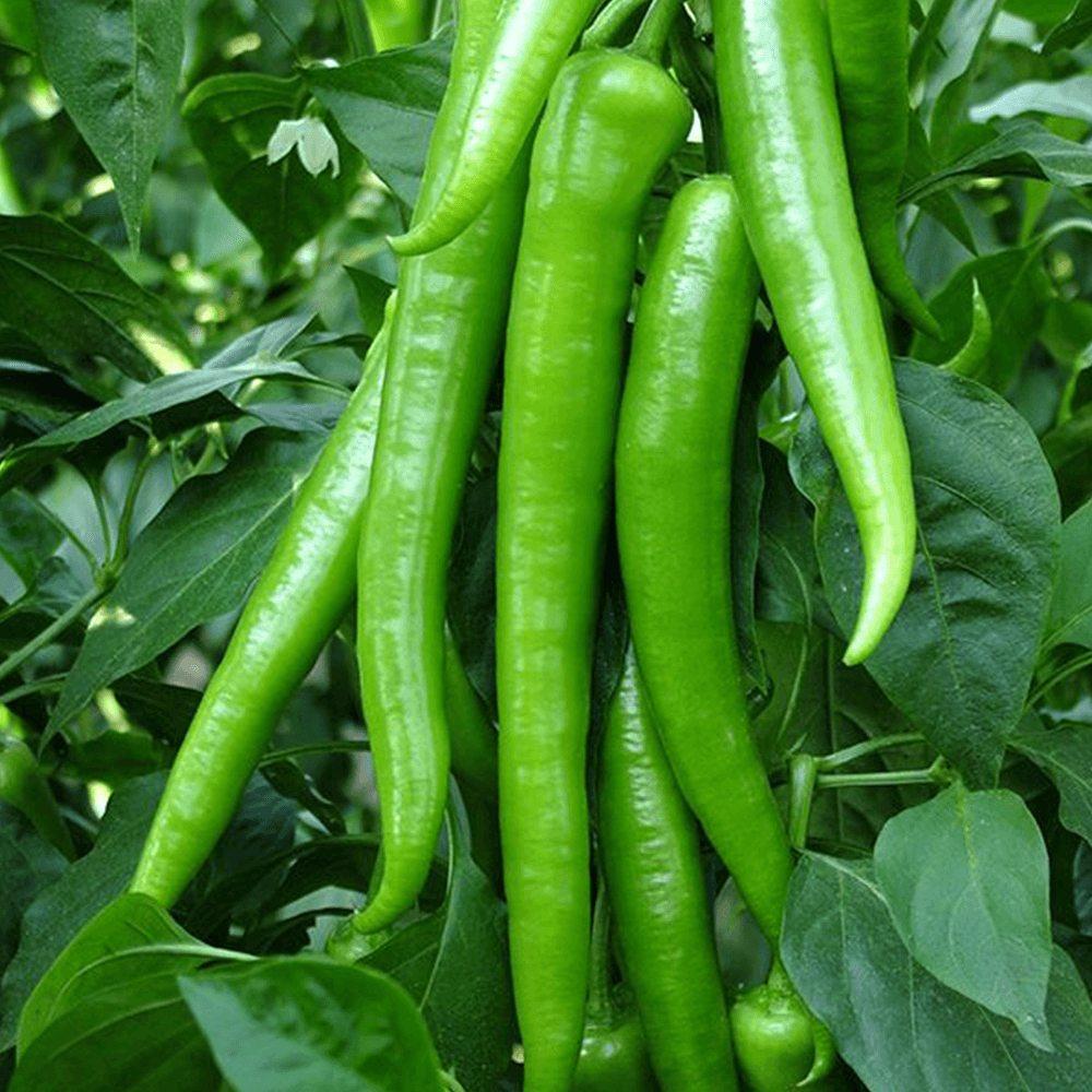 Doğal Demre Biberi – 1 KG