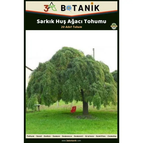 Sarkık Huş Ağacı Tohumu- 20 Adet Tohum- Betula Pendula