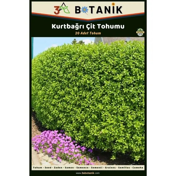 Kurtbağrı Çit Tohumu- 20 Adet Tohum- Ligustrum
