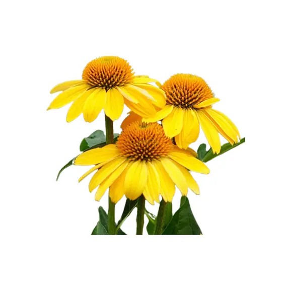 Sarı Ekinezya Çiçeği Tohumu- 25 Adet Tohum- Echinacea Purpurea