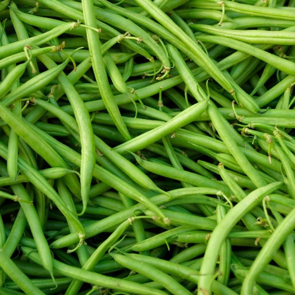 Taze Fasulye – 1 KG