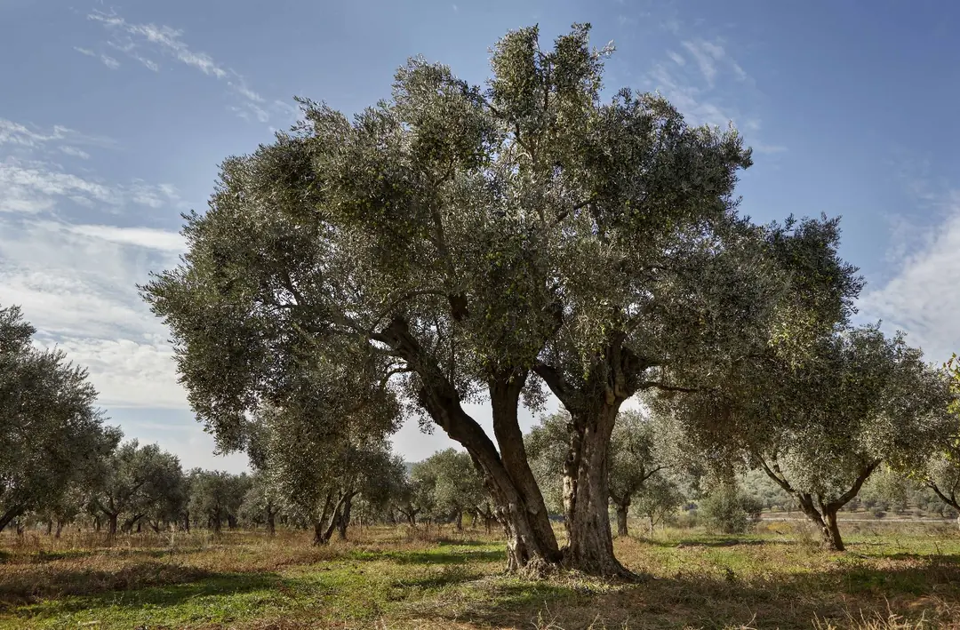 Zeytinyağı, binlerce yıldır Akdeniz mutfağının vazgeçilmez bir parçası olmanın ötesinde, sağlık açısından da sayısız fayda sunmaktadır. Son yıllarda yapılan bilimsel araştırmalar, zeytinyağının kalp sağlığından beyin fonksiyonlarına kadar birçok alanda olumlu etkilerini ortaya koymuştur. İşte zeytinyağının sağlık üzerindeki bazı bilimsel olarak kanıtlanmış faydaları aşağıda yer almaktadır.