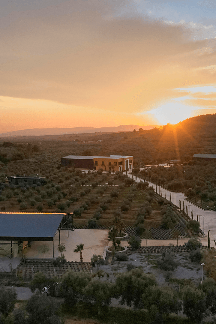 Villa TURQAN 8 Lt Erken Hasat Soğuk Sıkım Memecik Natürel Sızma Zeytinyağı | Tek Bahçe (2024/2025) (1 Litre x 8 Adet)