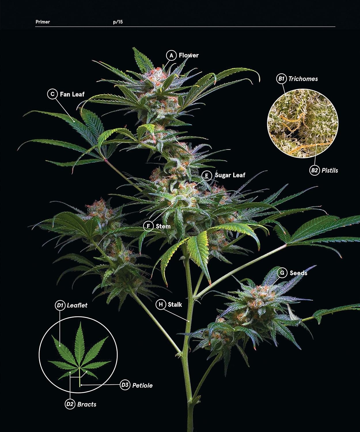 Green: a Field Guide to Marijuana