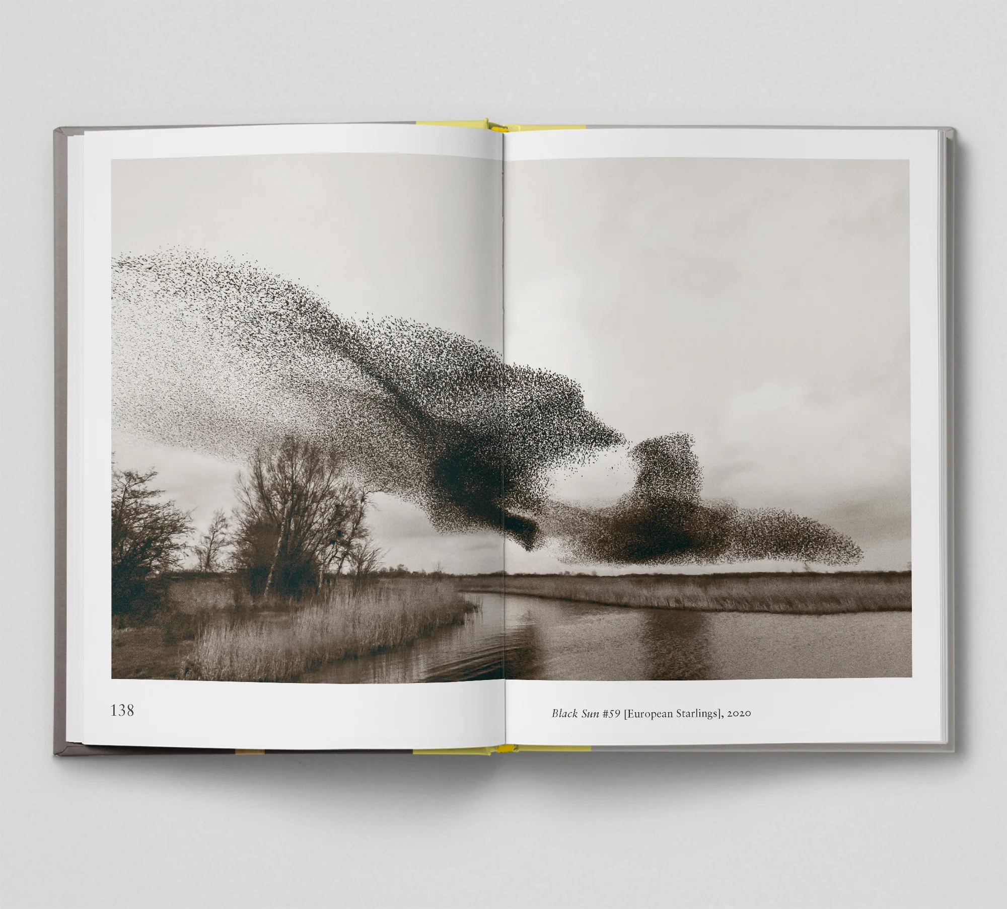 Bird. by Gemma Padley