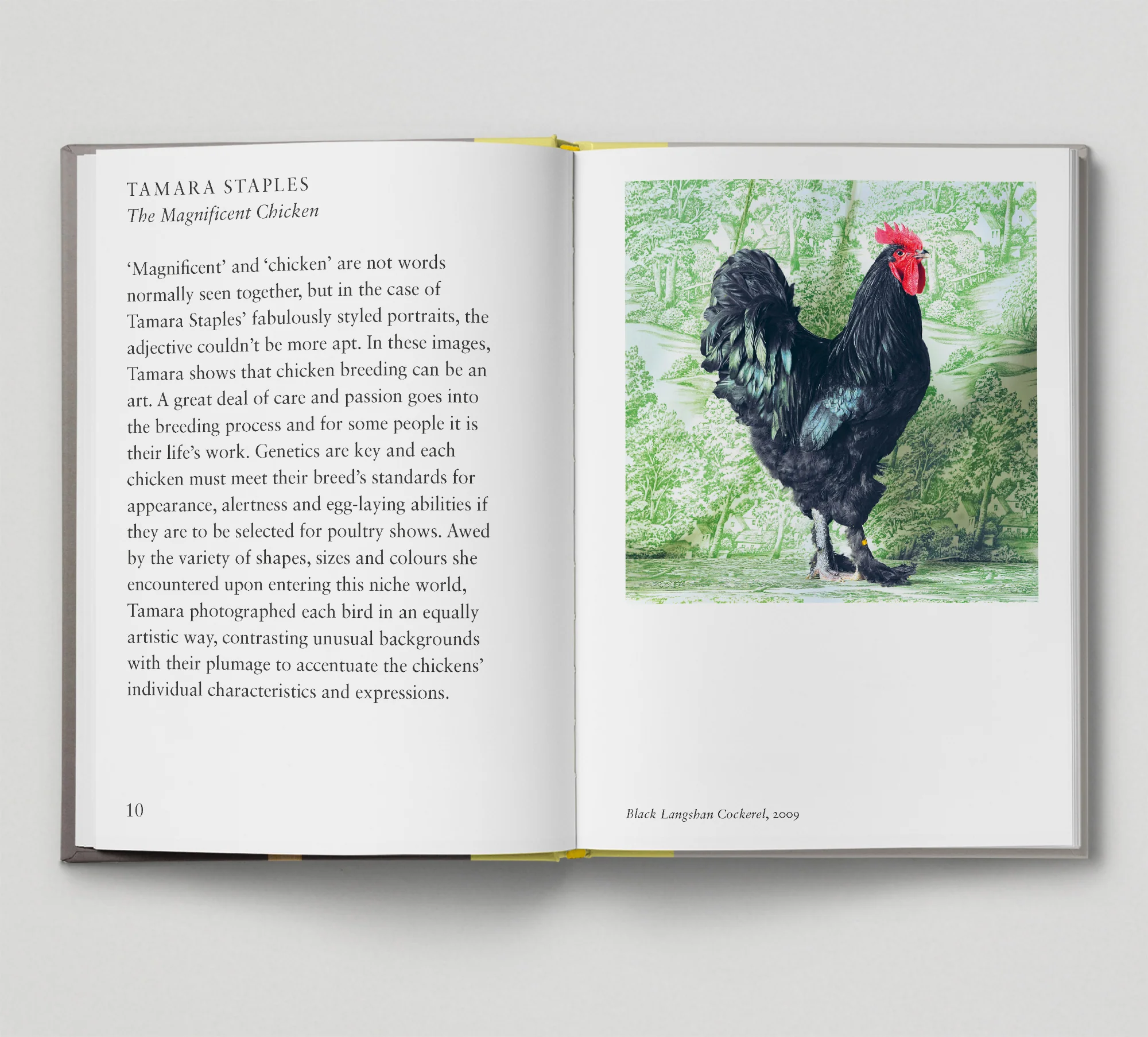 Bird. by Gemma Padley