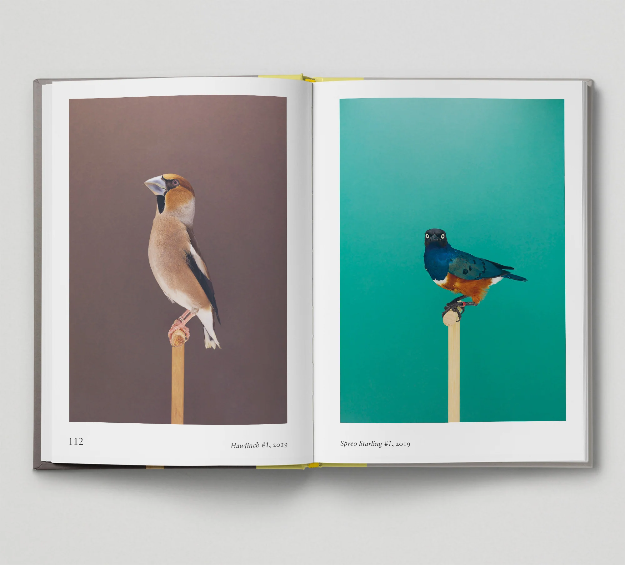 Bird. by Gemma Padley