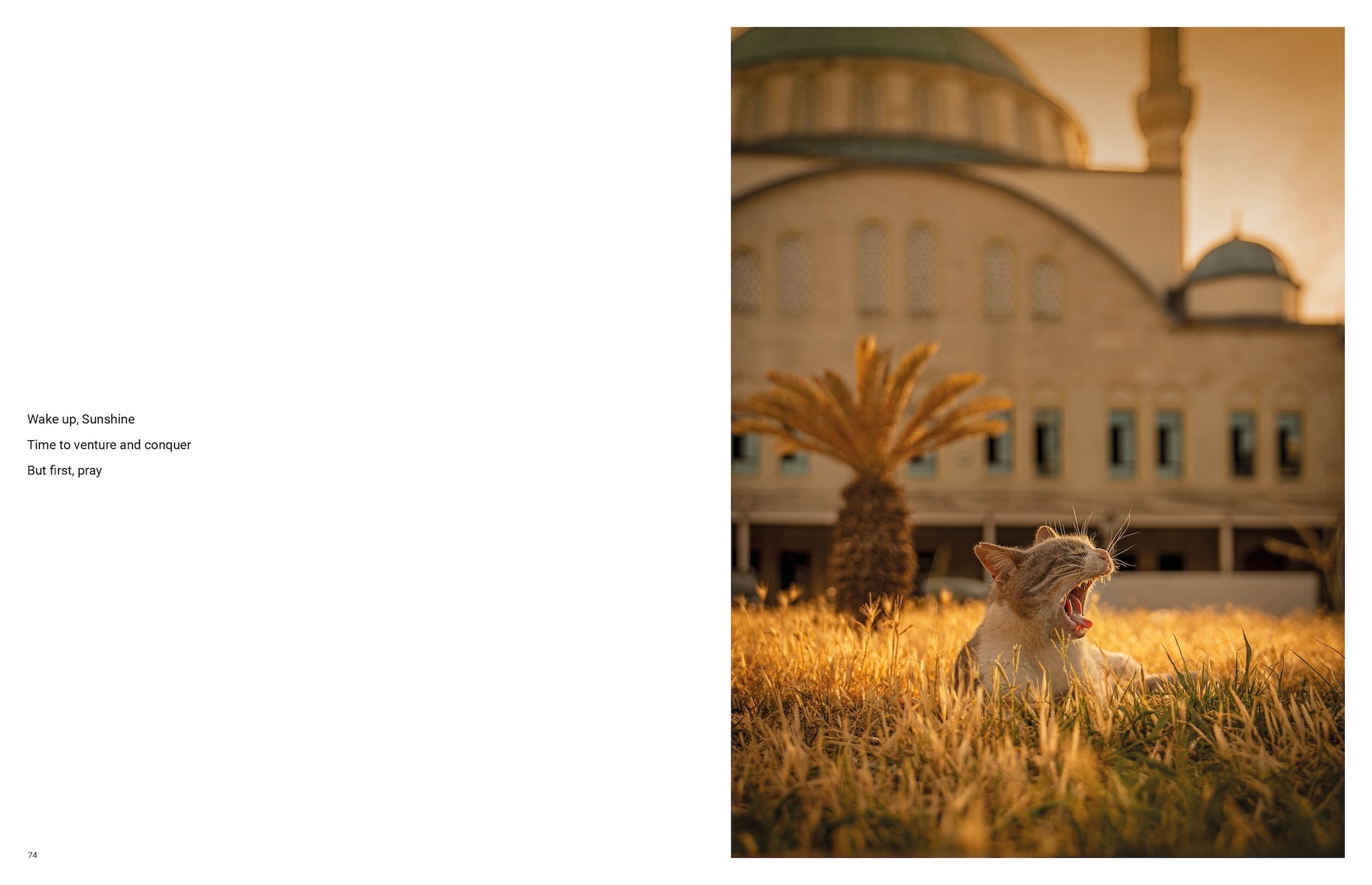 City Cats of Istanbul by Marcel Heijnen