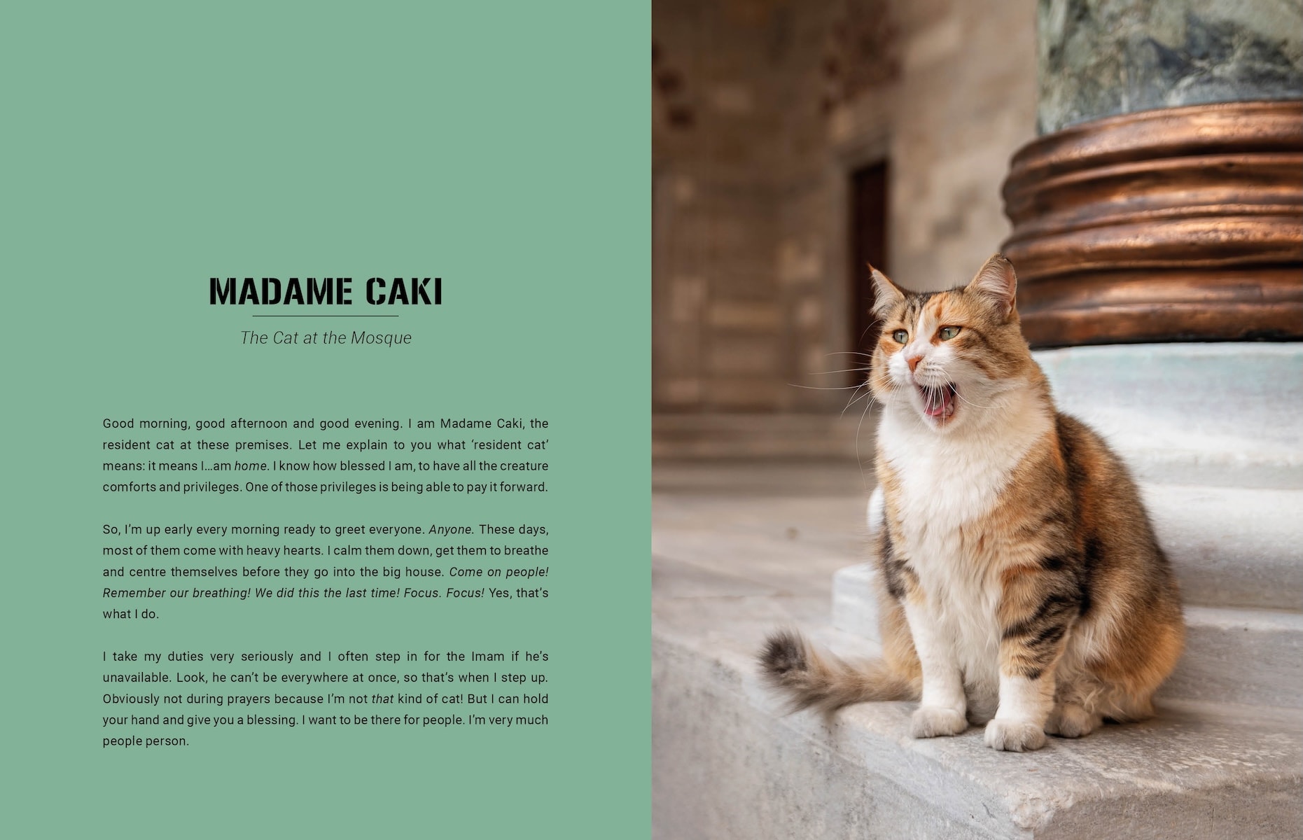City Cats of Istanbul by Marcel Heijnen