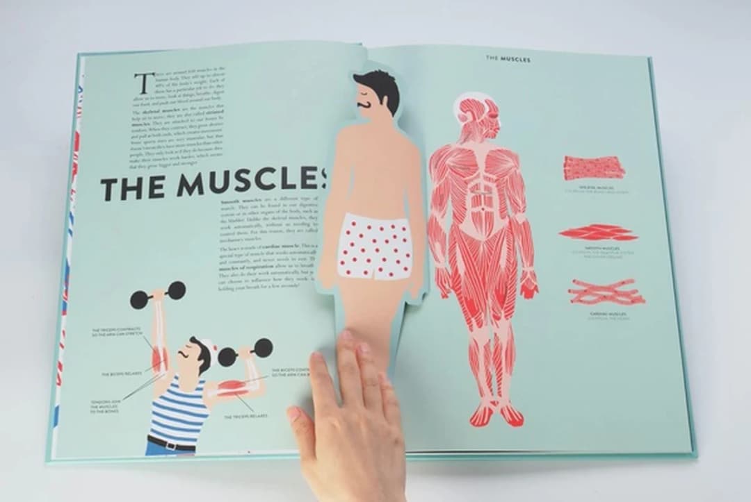 Anatomy A Cutaway Look Inside the Human Body by Hélène Druvert