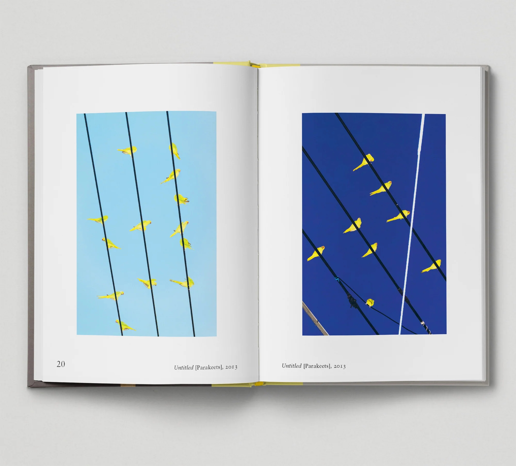 Bird. by Gemma Padley