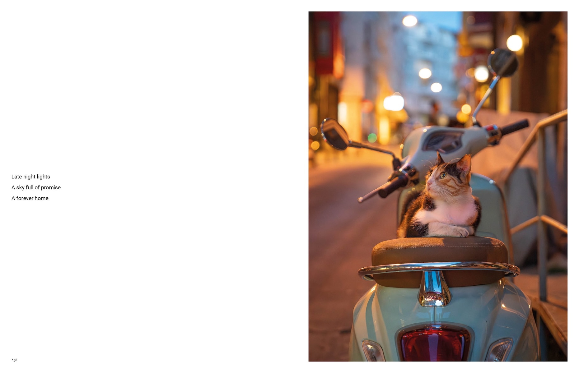 City Cats of Istanbul by Marcel Heijnen