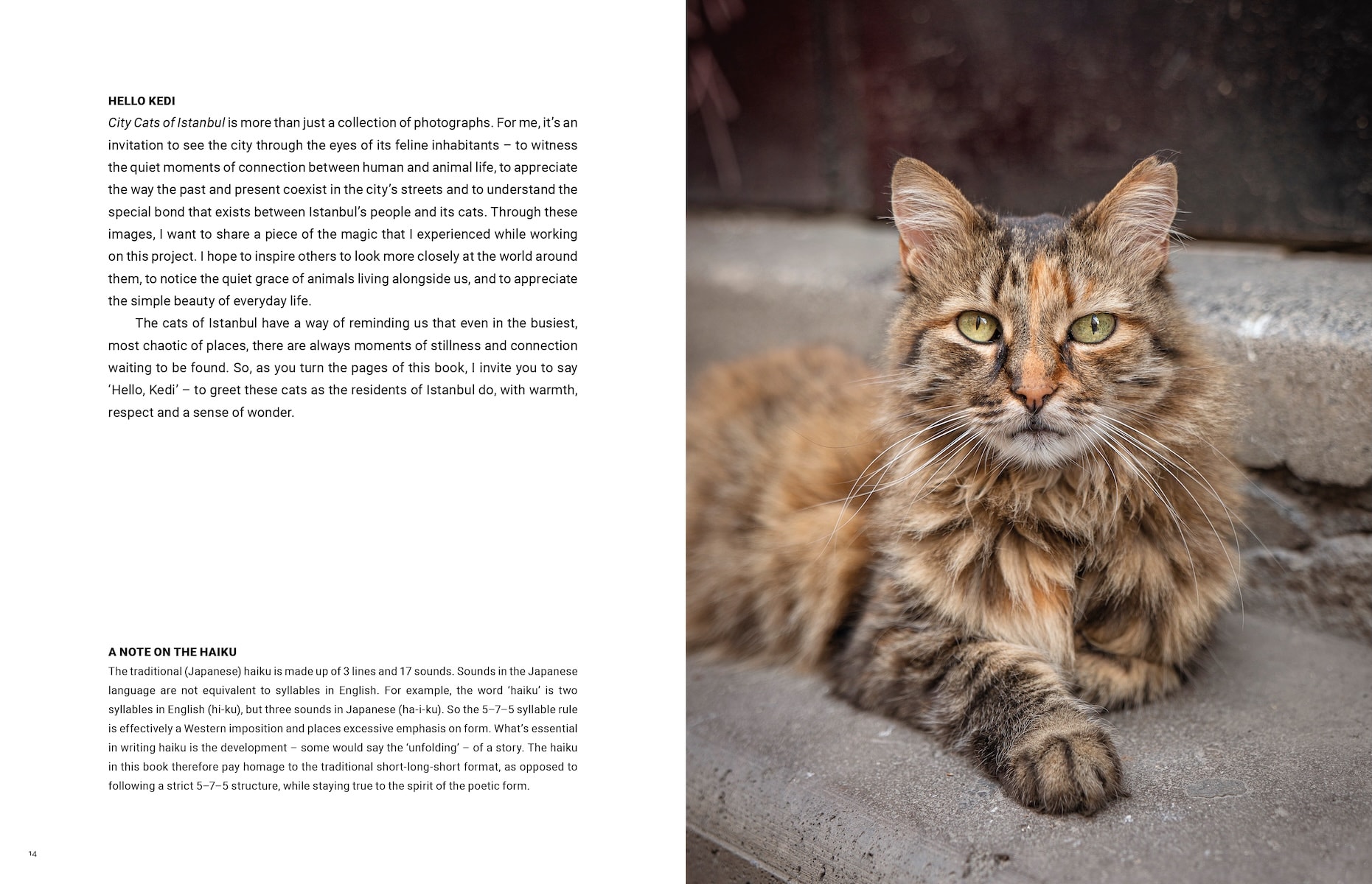City Cats of Istanbul by Marcel Heijnen
