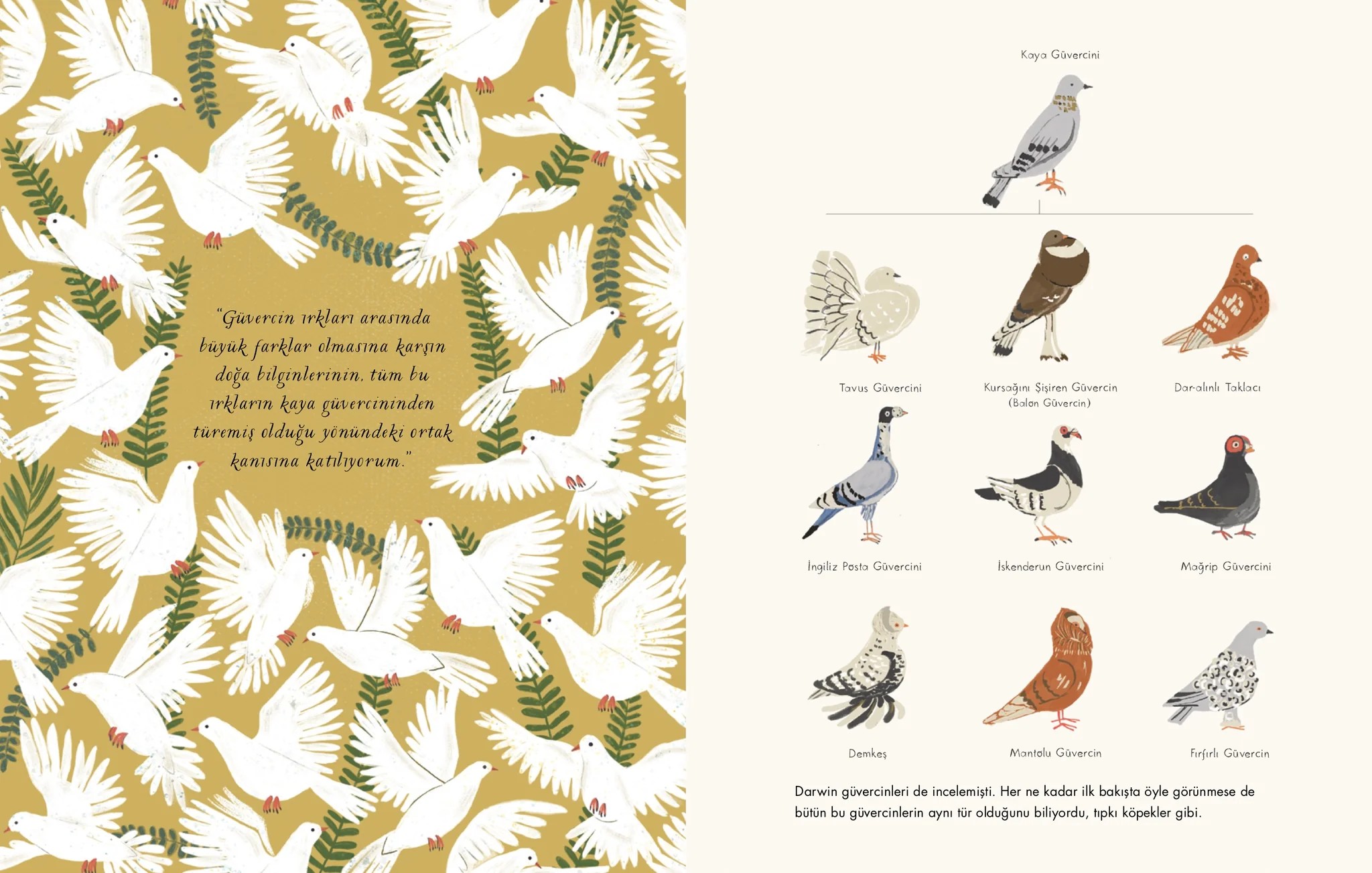 Türlerin Kökeni by Charles Darwin