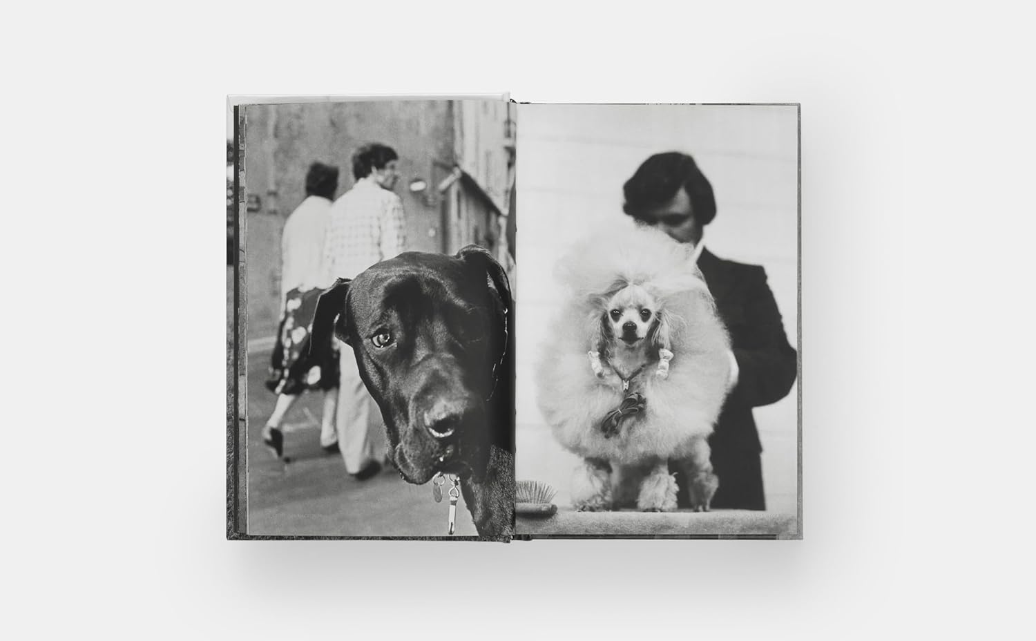 DogDogs by Elliott Erwitt