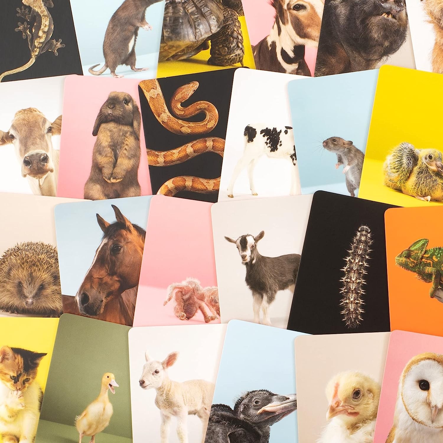 Baby Animal Match: A Memory Game by  Gerrard Gethings