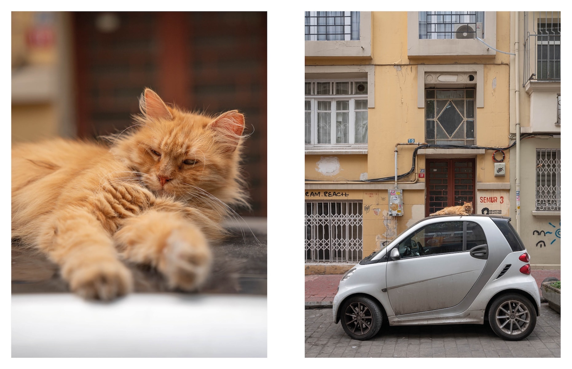 City Cats of Istanbul by Marcel Heijnen
