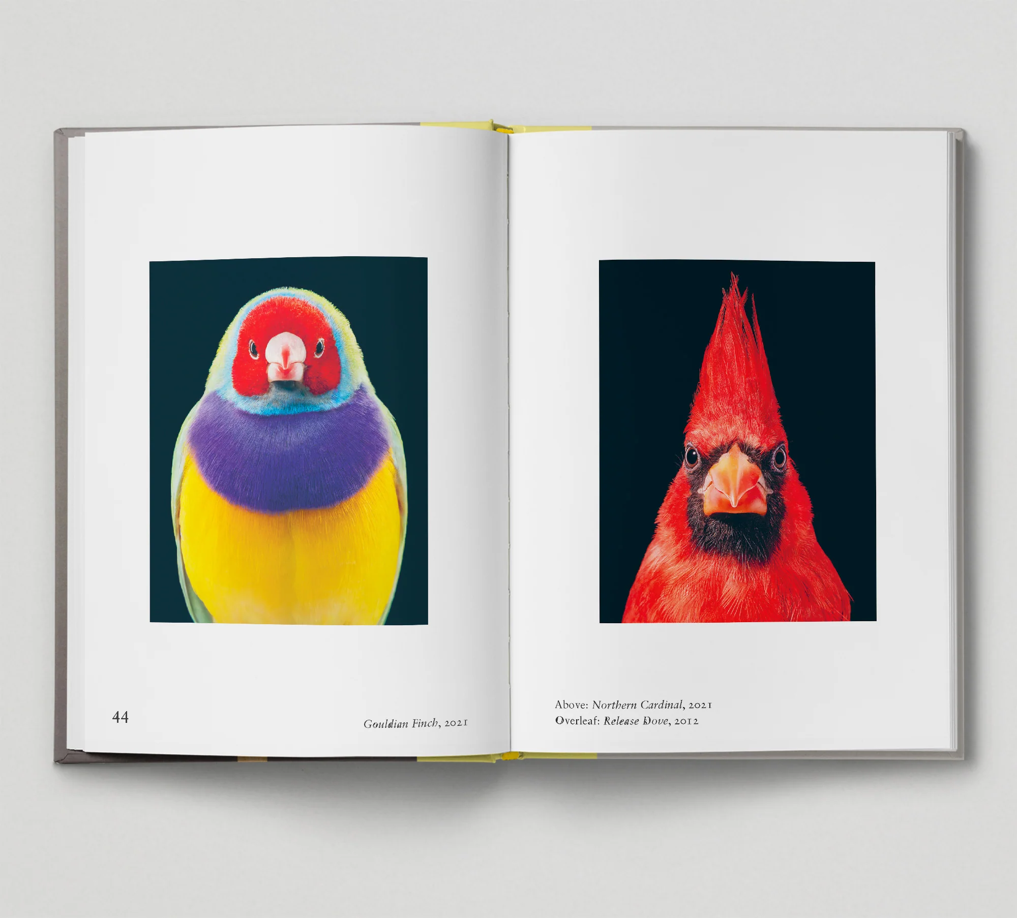 Bird. by Gemma Padley