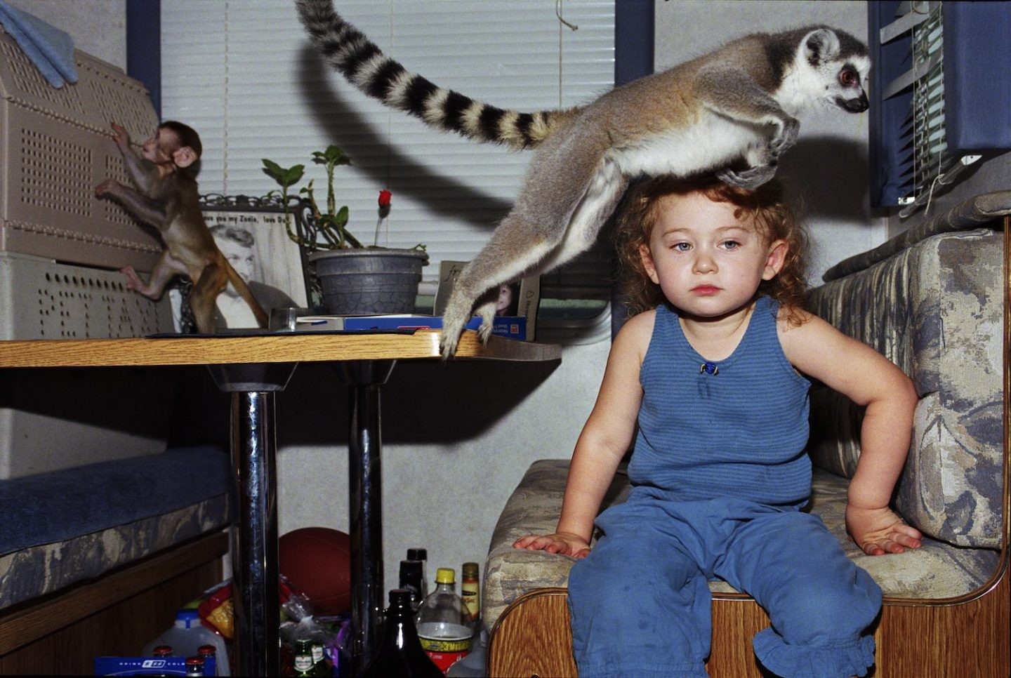 Amelia & the Animals by Robin Schwartz