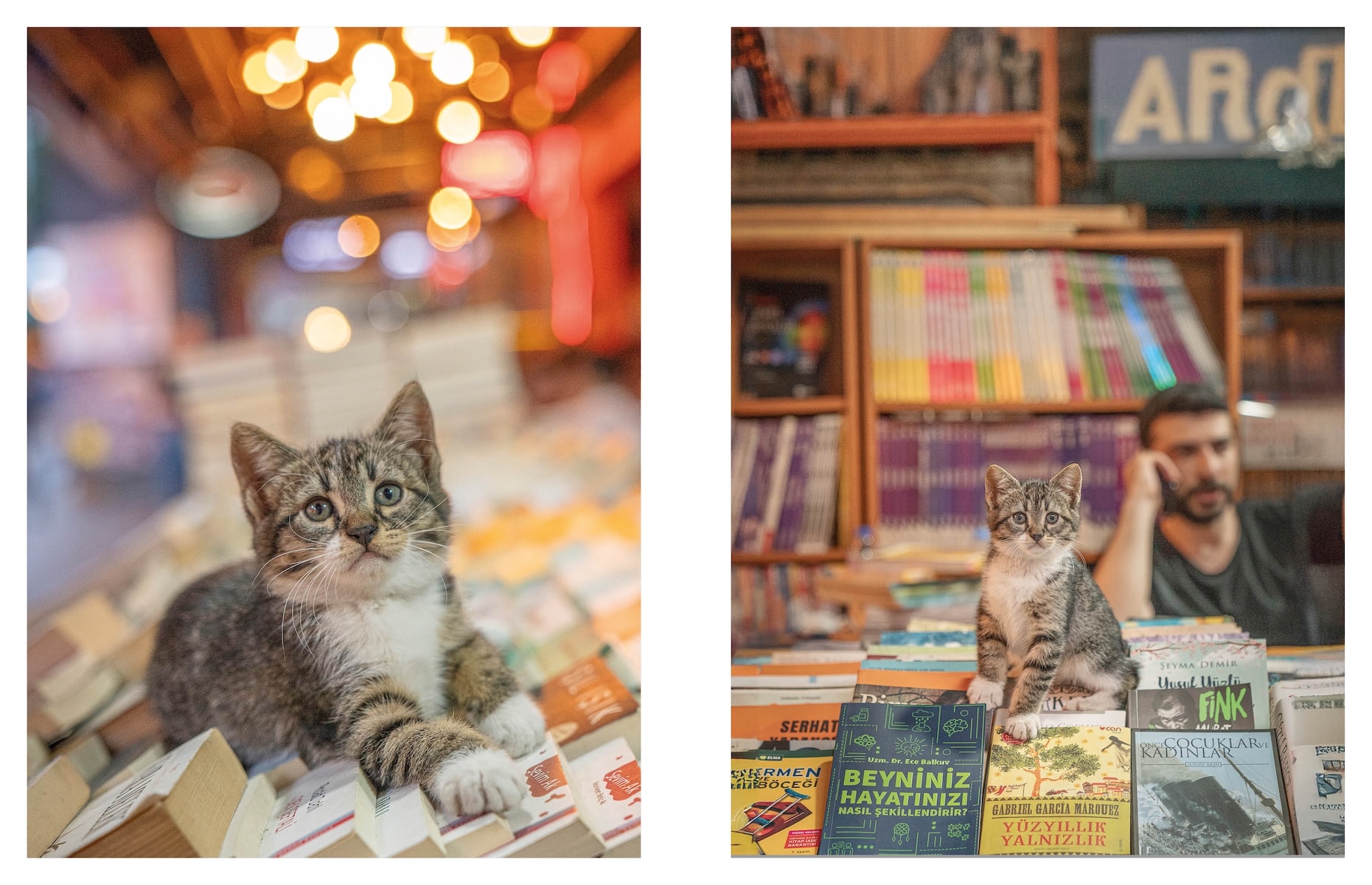 City Cats of Istanbul by Marcel Heijnen