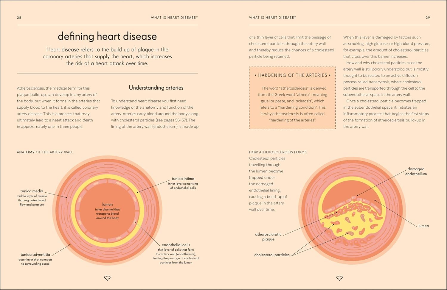 Heart by Paddy Barrett