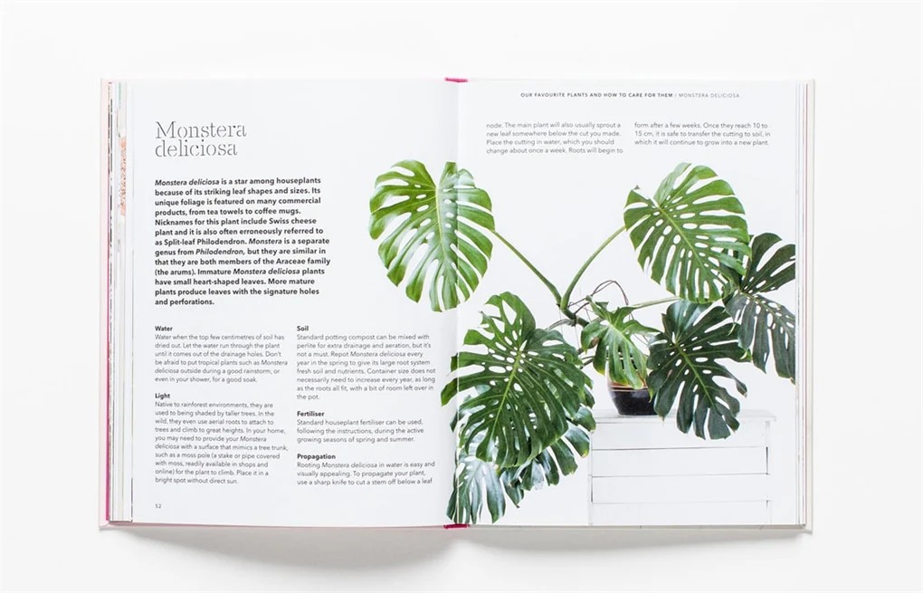 How to Raise a Plant and Make It Love You Back 