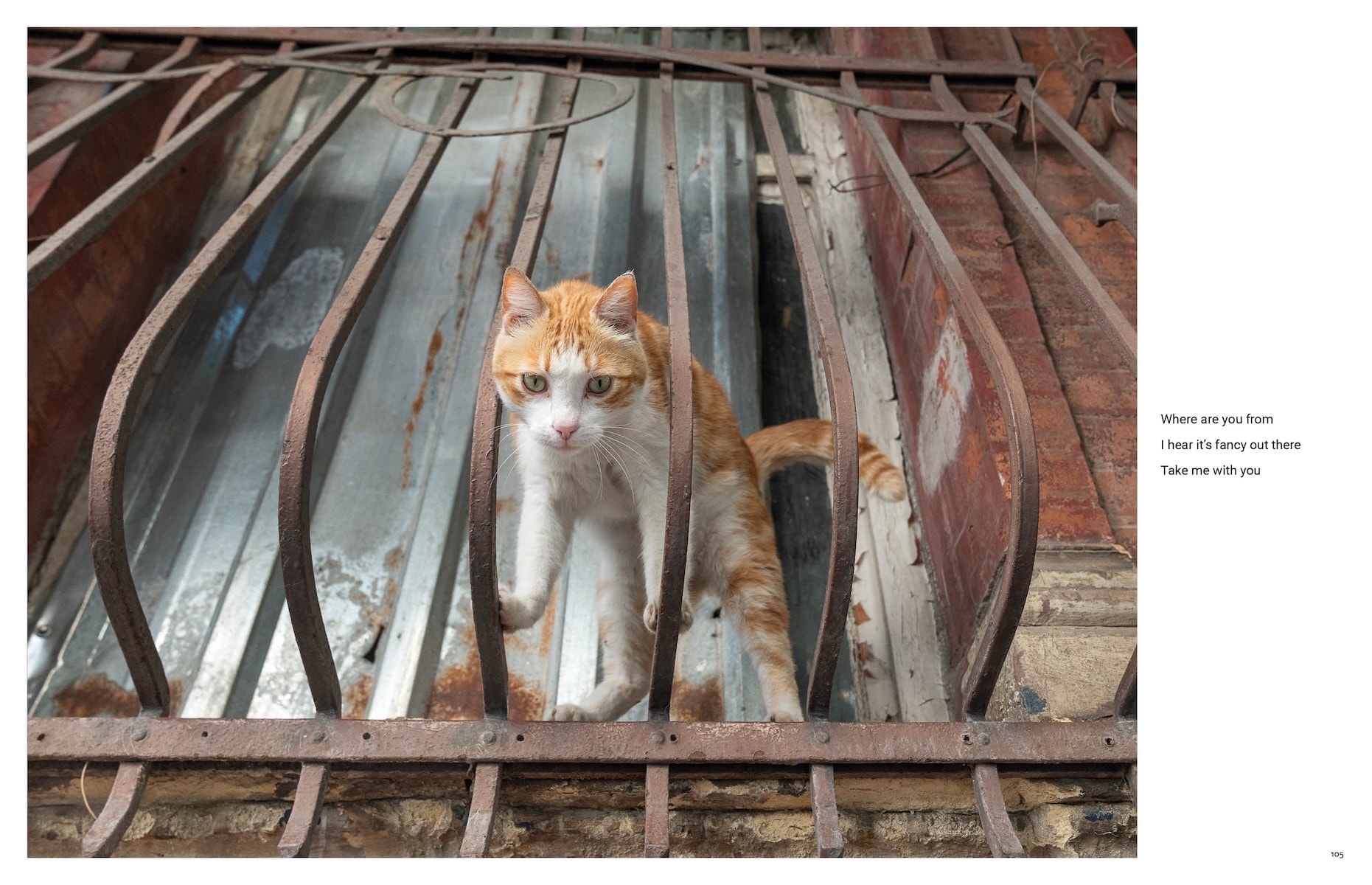 City Cats of Istanbul by Marcel Heijnen