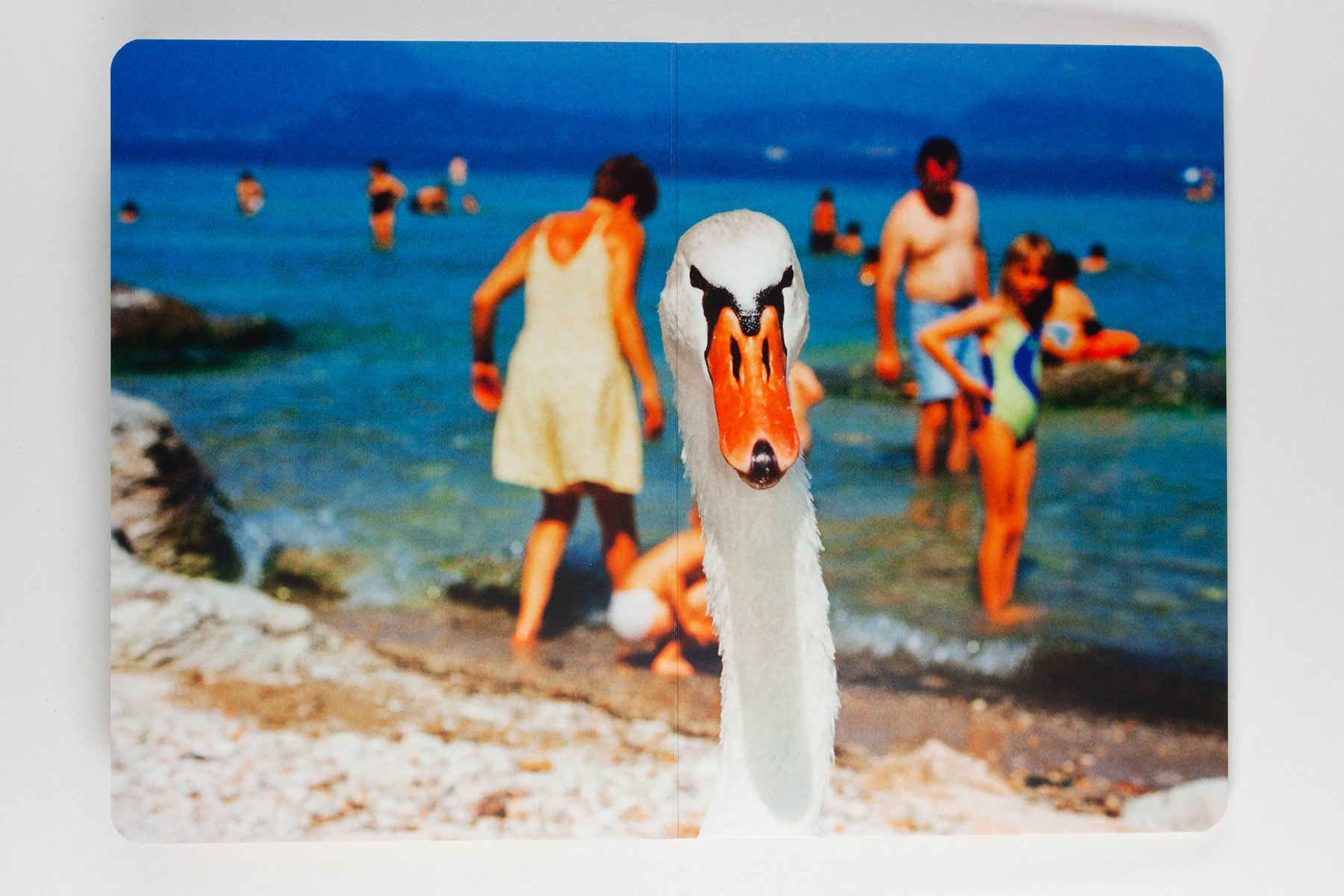 Animals by Martin Parr