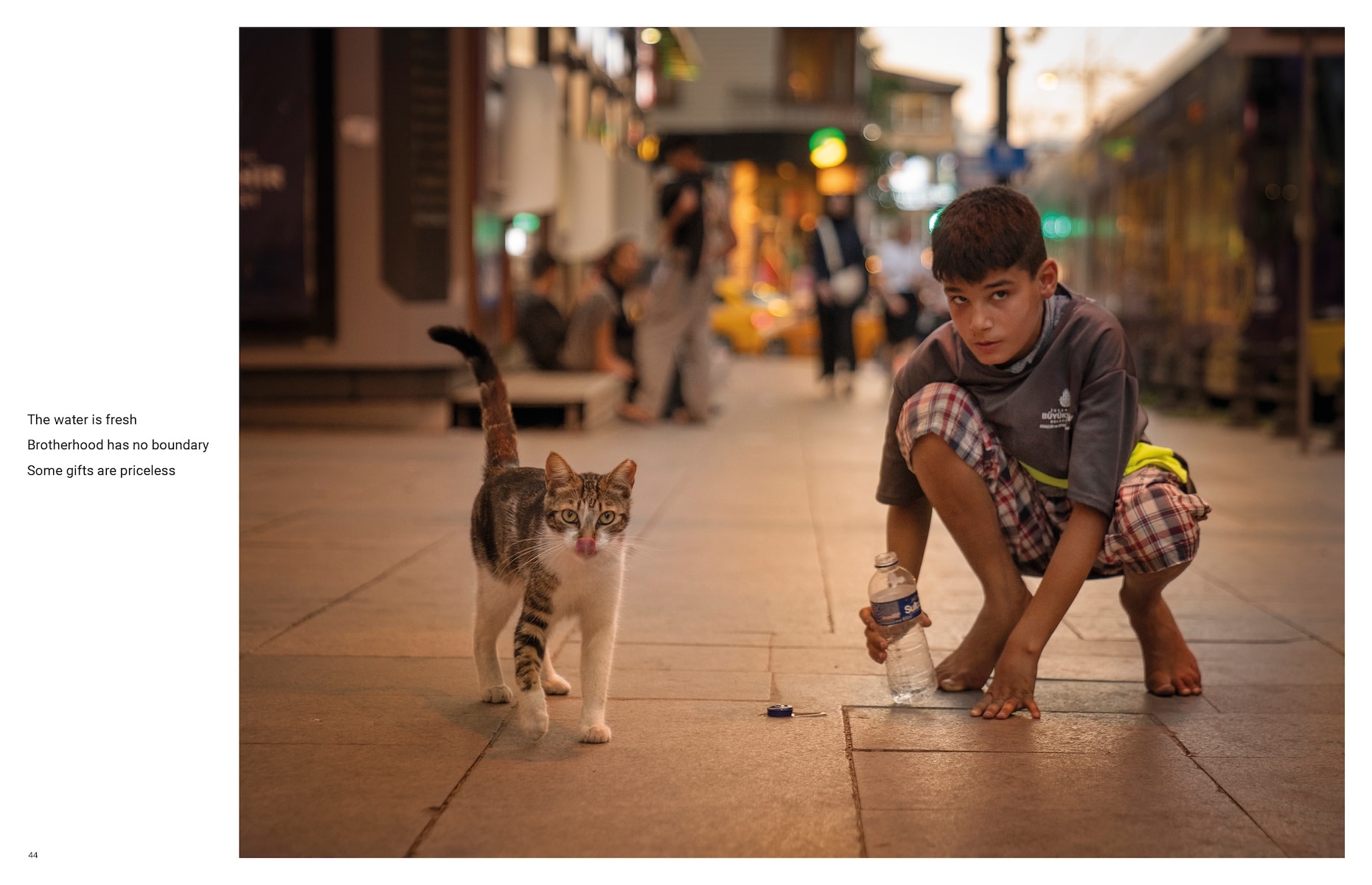 City Cats of Istanbul by Marcel Heijnen