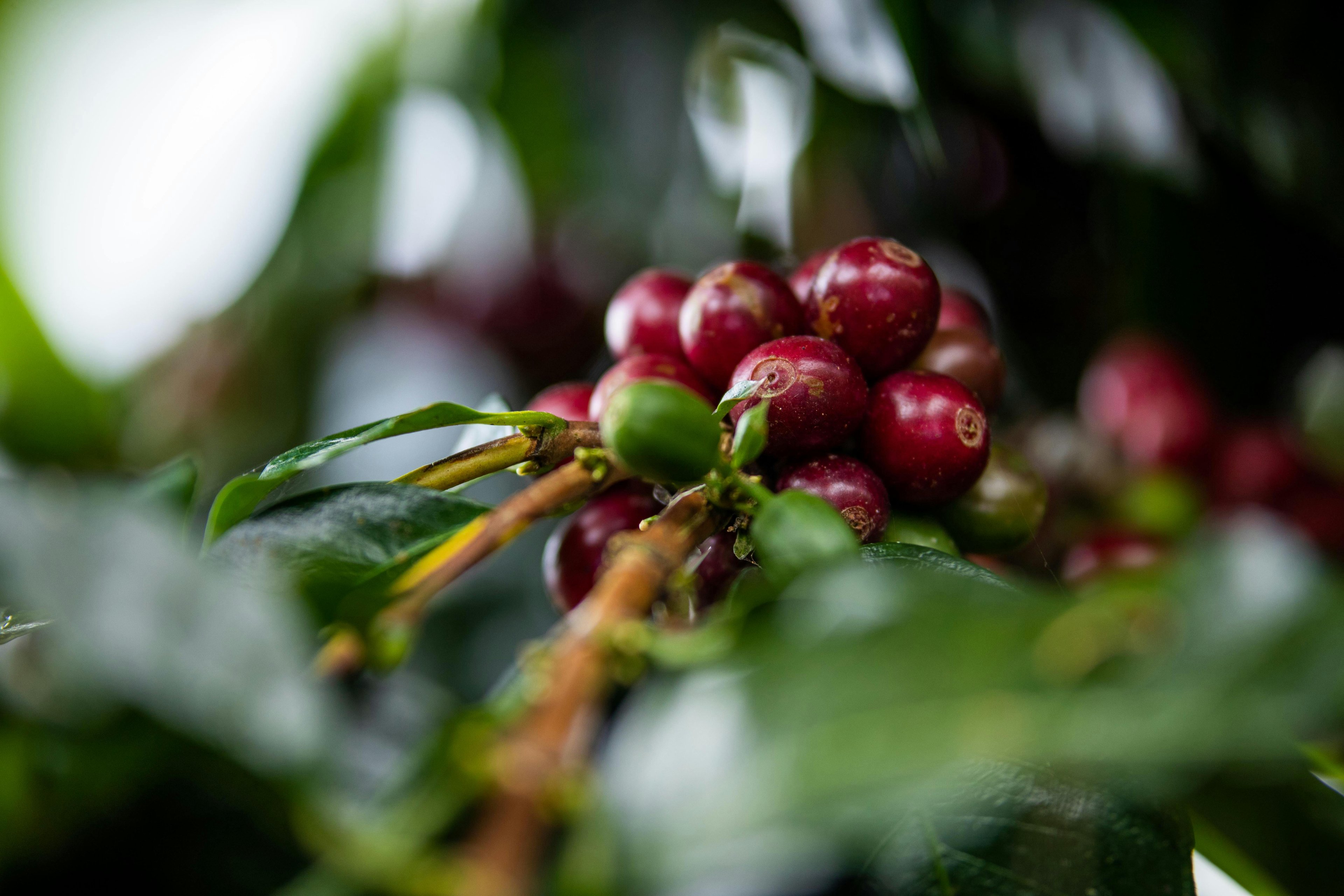 El Progreso / Colombia - Washed Carbonic Maceration - Caturra 