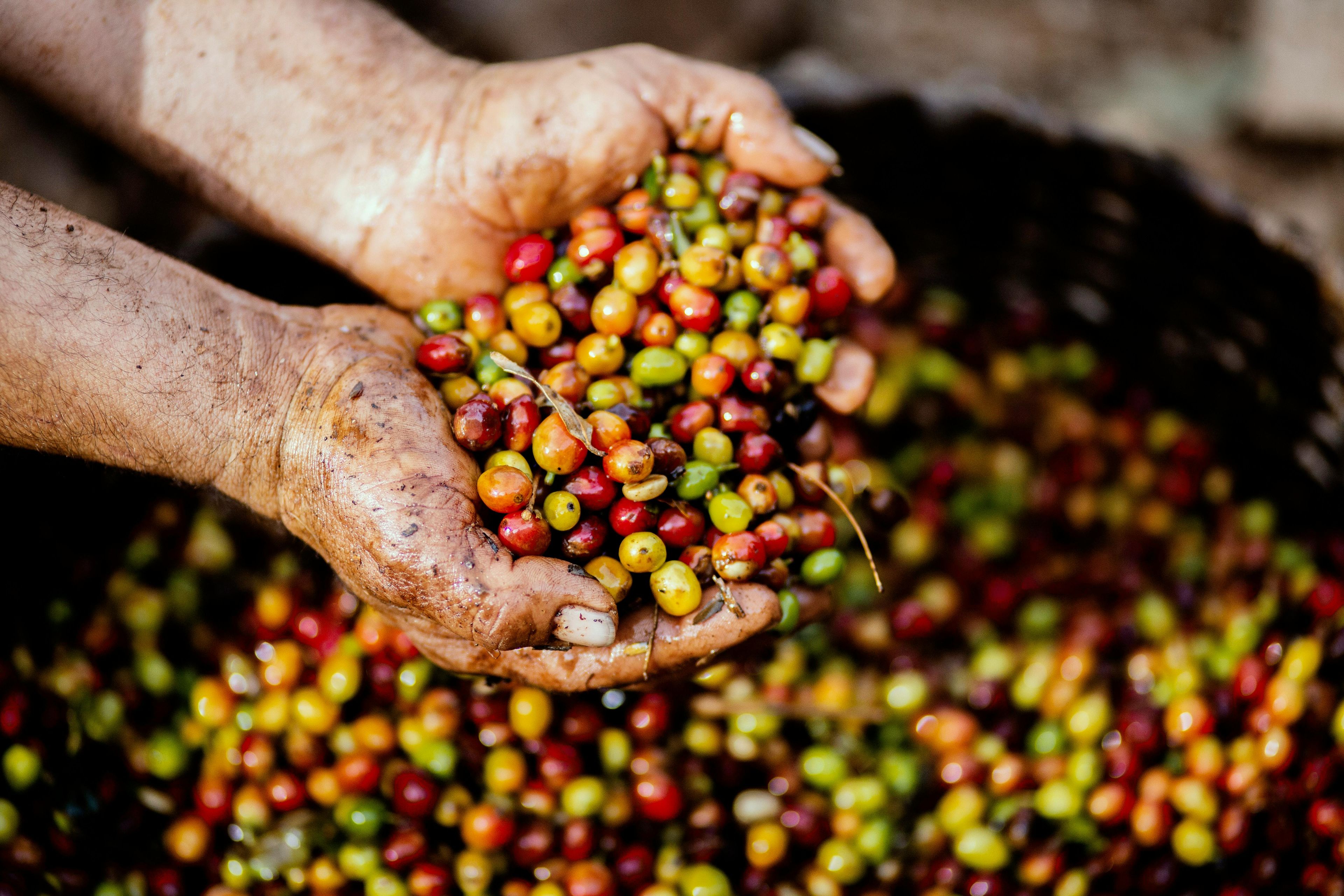 Origin / Brezilya - Natural - Catuai