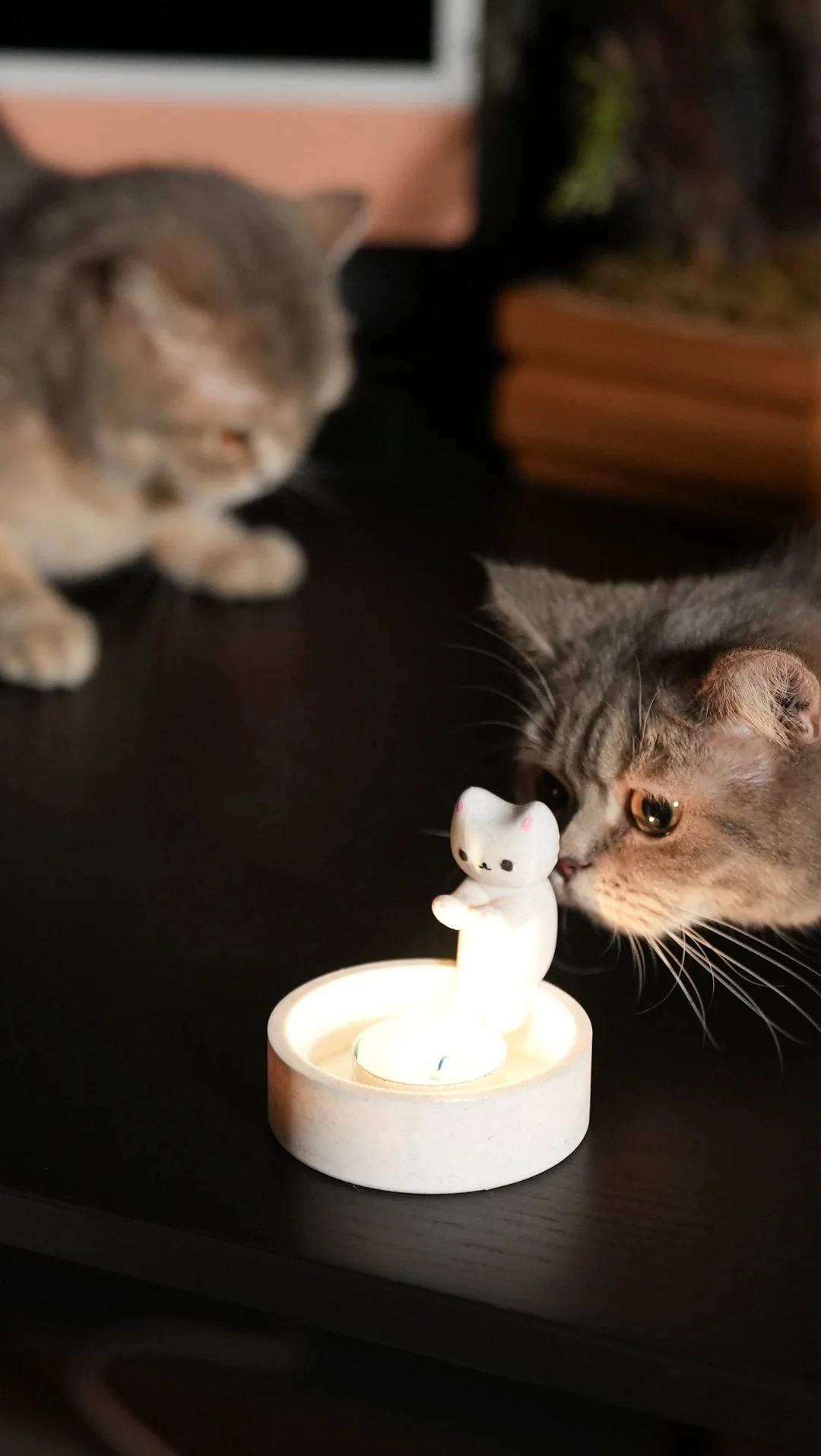 Üşüyen Kedi Mumluk