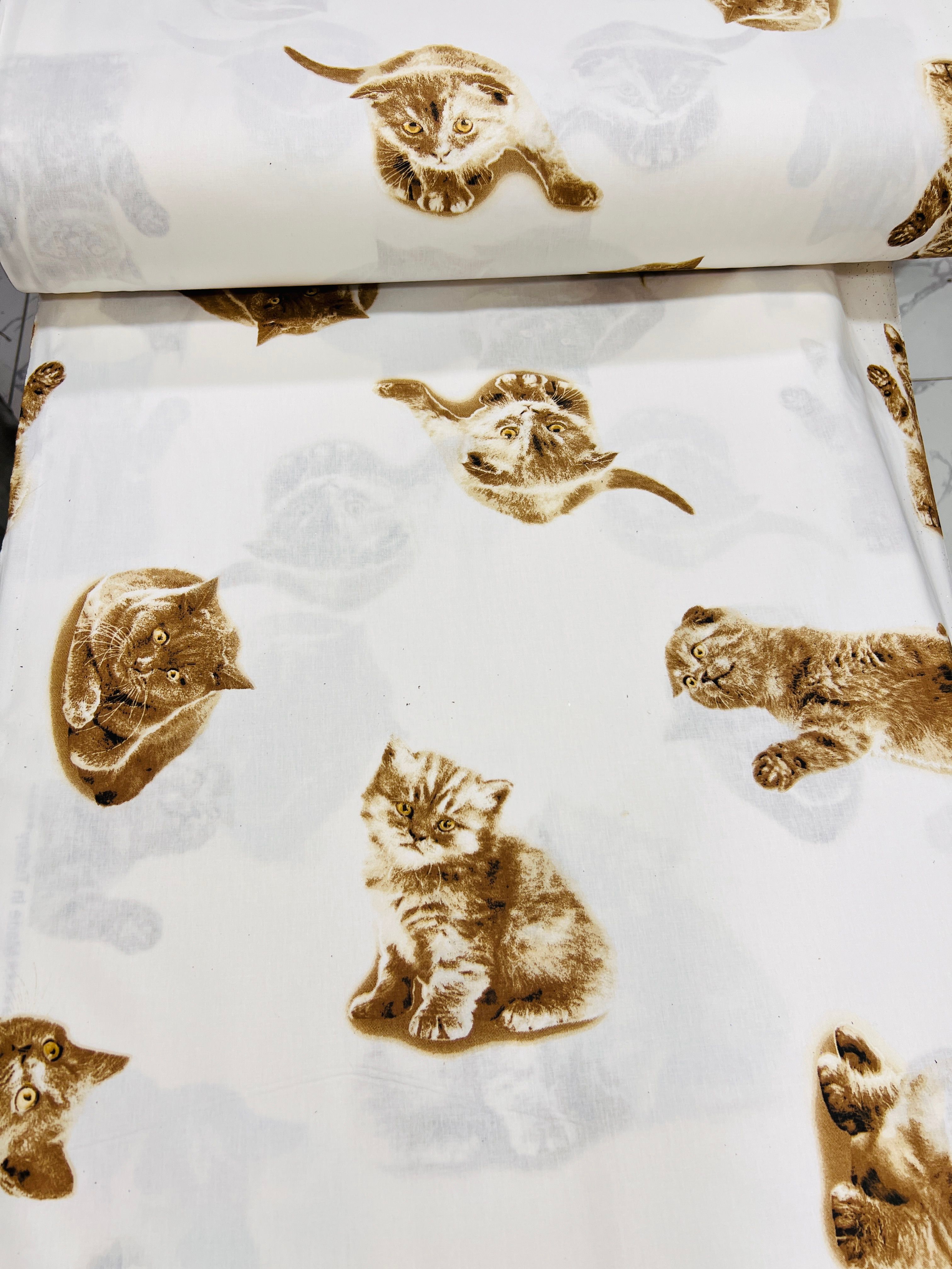 KAHVE KEDİLİ