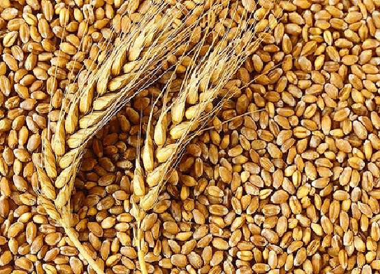Buğday(50 Kg)