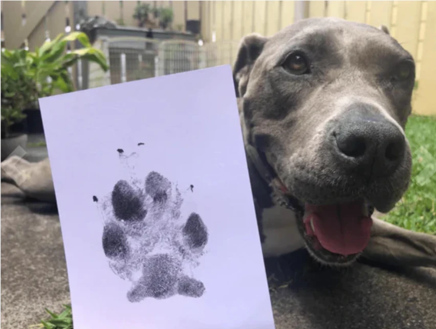 Patica™ Pati İzi Fotoğraf Baskı Seti