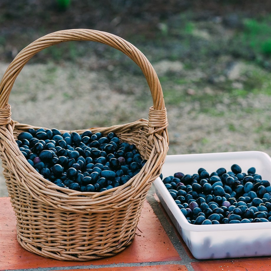 Taş Baskı Siyah Zeytin