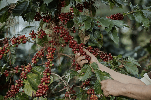 Kahve ağacı.