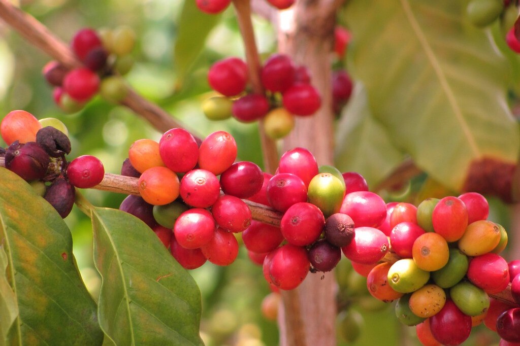 Kahve Çekirdeği Çeşitleri: Arabica'dan Excelsa'ya En İyi Çekirdek Kahvenin Peşinde