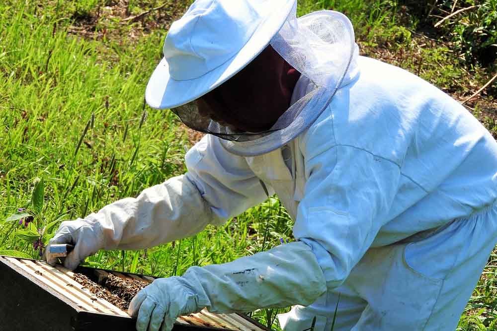 Propolis Nedir? Propolisin Faydaları Nelerdir?