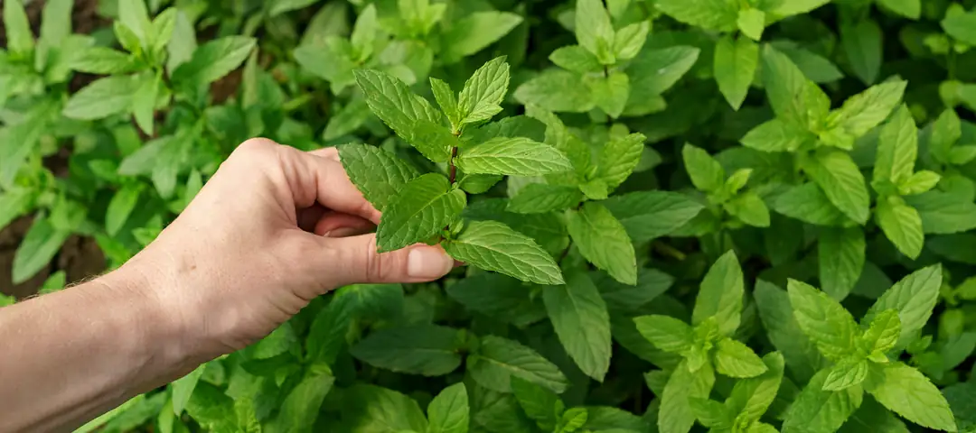 Nane Nedir, Nerelerde Kullanılır?
