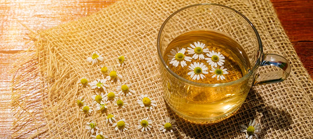 Papatya Çayı Nasıl Demlenir? 5 Farklı Papatya Çayı Tarifi