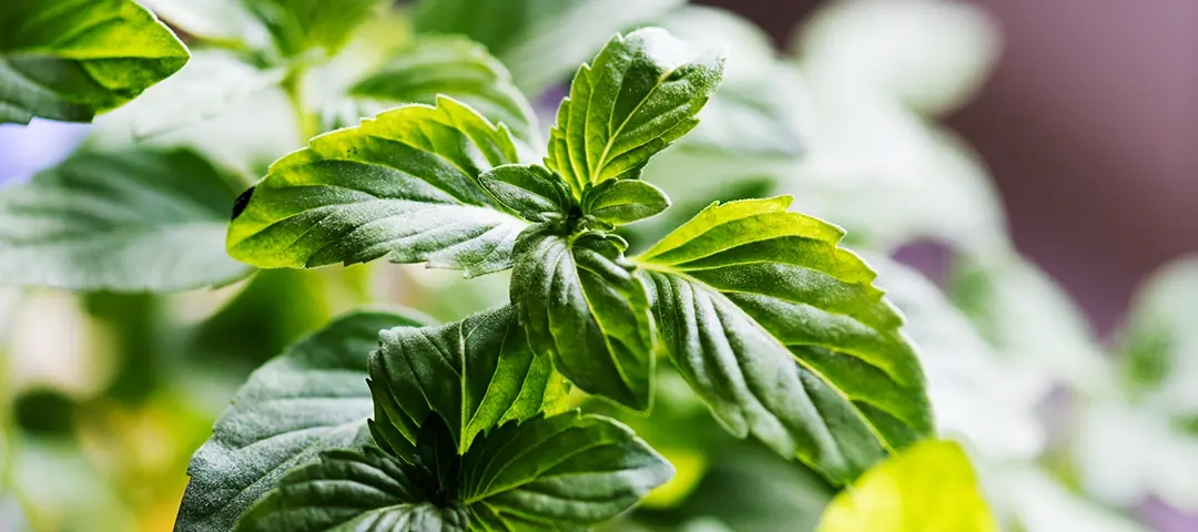 Nane Nedir, Nerelerde Kullanılır?