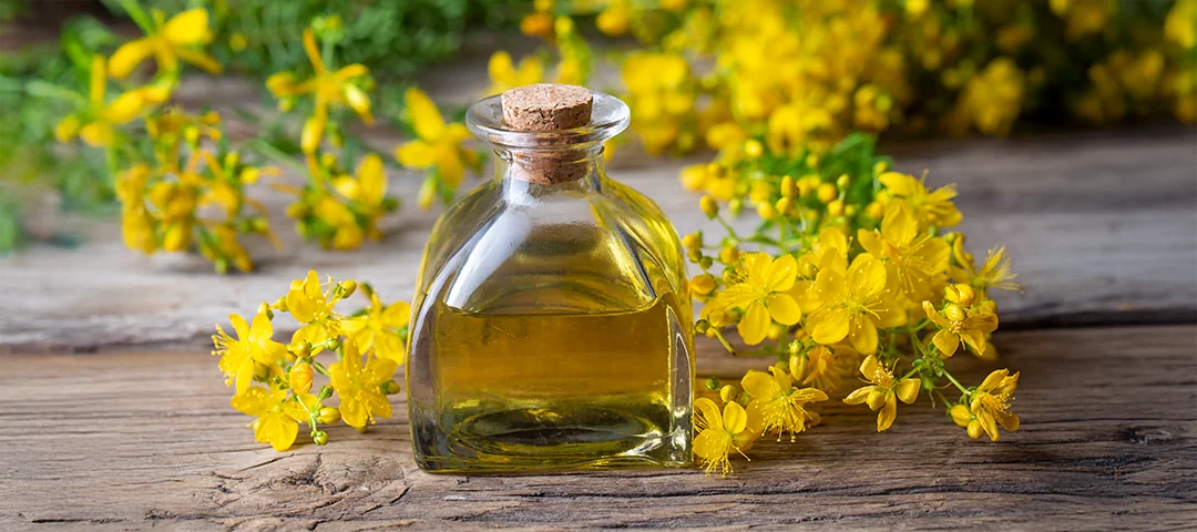 Kantaron Yağı Nasıl Yapılır? Nasıl Kullanılır?