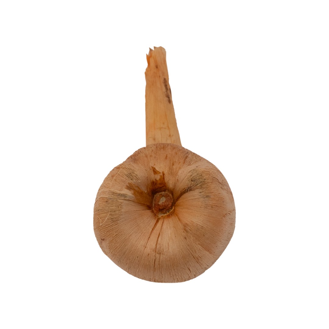 Safran Soğanı 5kg