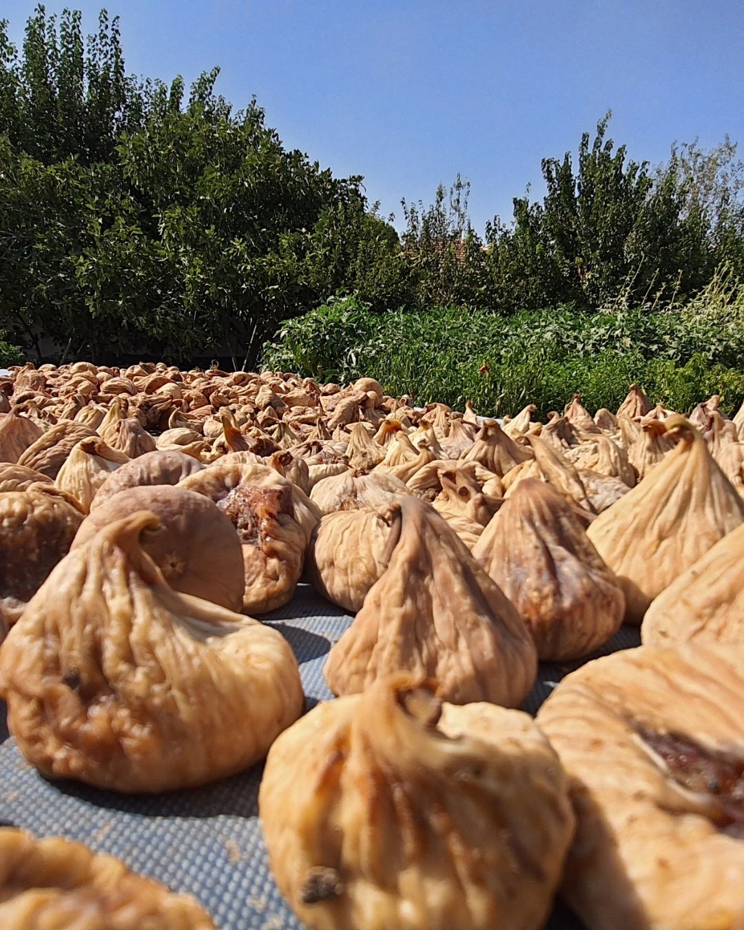 Ekstra Jumbo Dağ İnciri