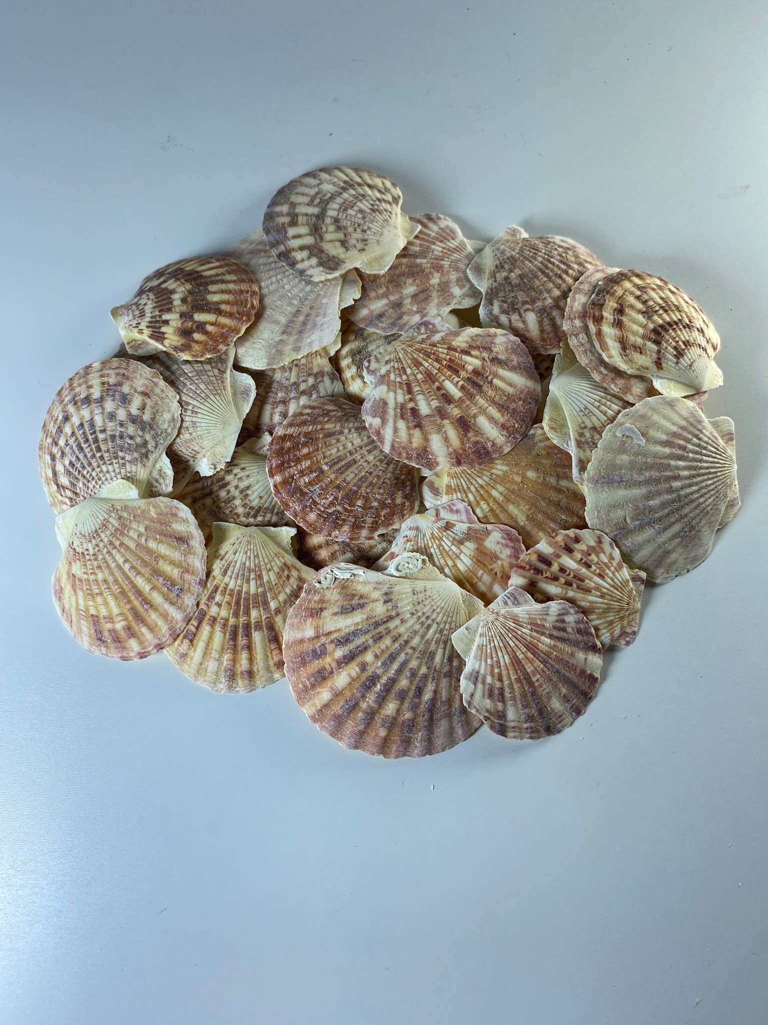 Deniz Kabuğu Mascarensıs 100 Gram Delikli