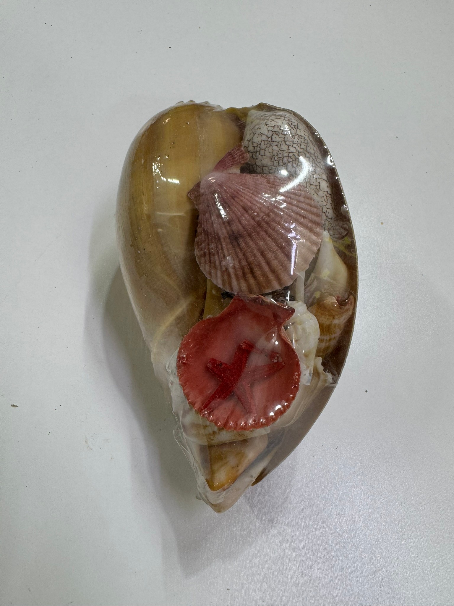 Melo Shell Pack Deniz Kabuklu Biblo 