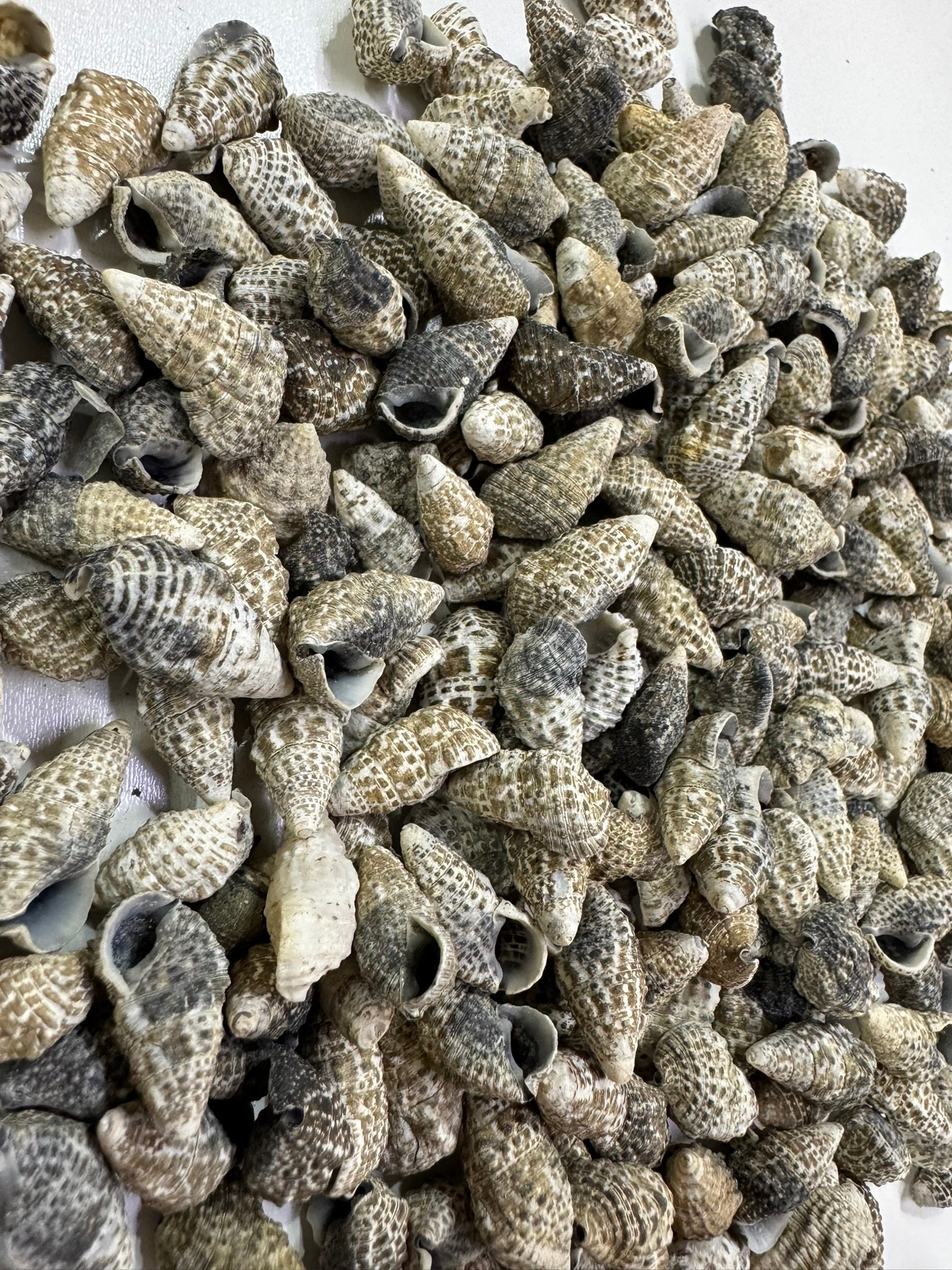 Black Mitra Deniz Kabuğu 100 Gr 